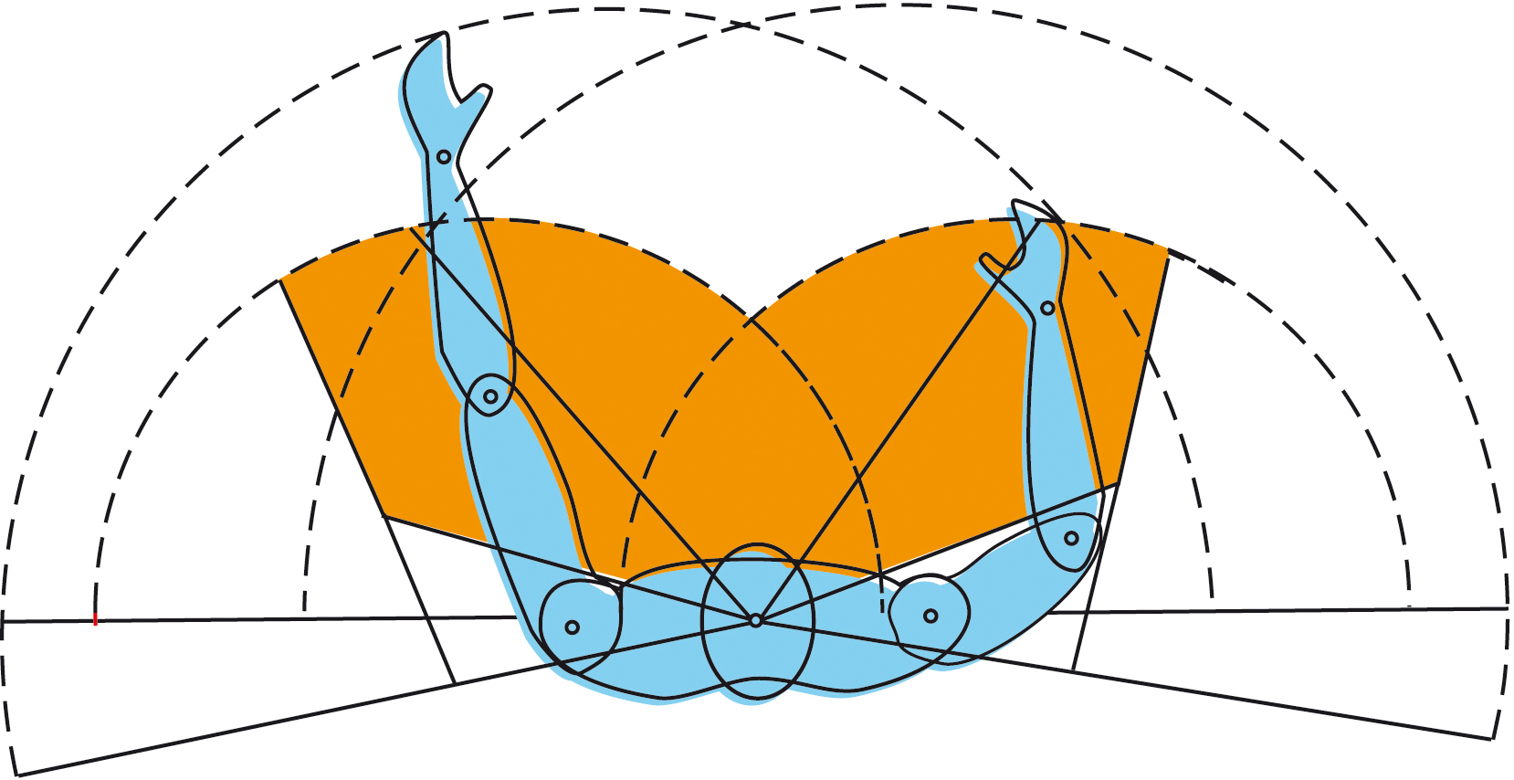 simetria_bilaterala_ergonomia_ergonomica