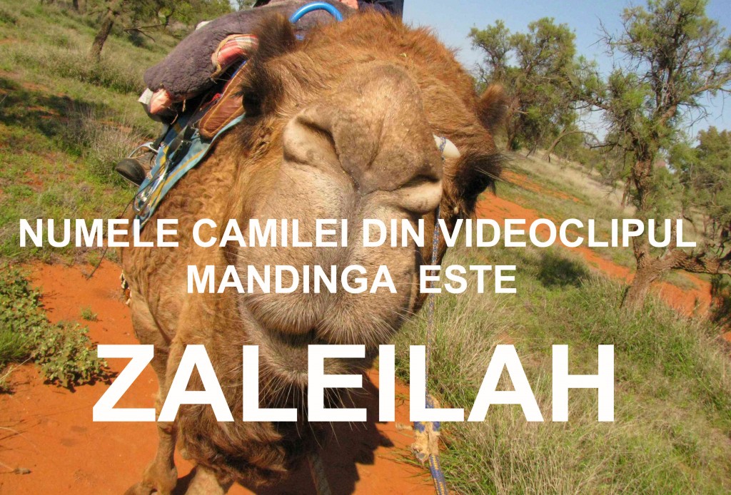 mandinga zaleilah