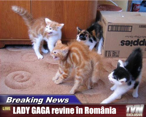 cats